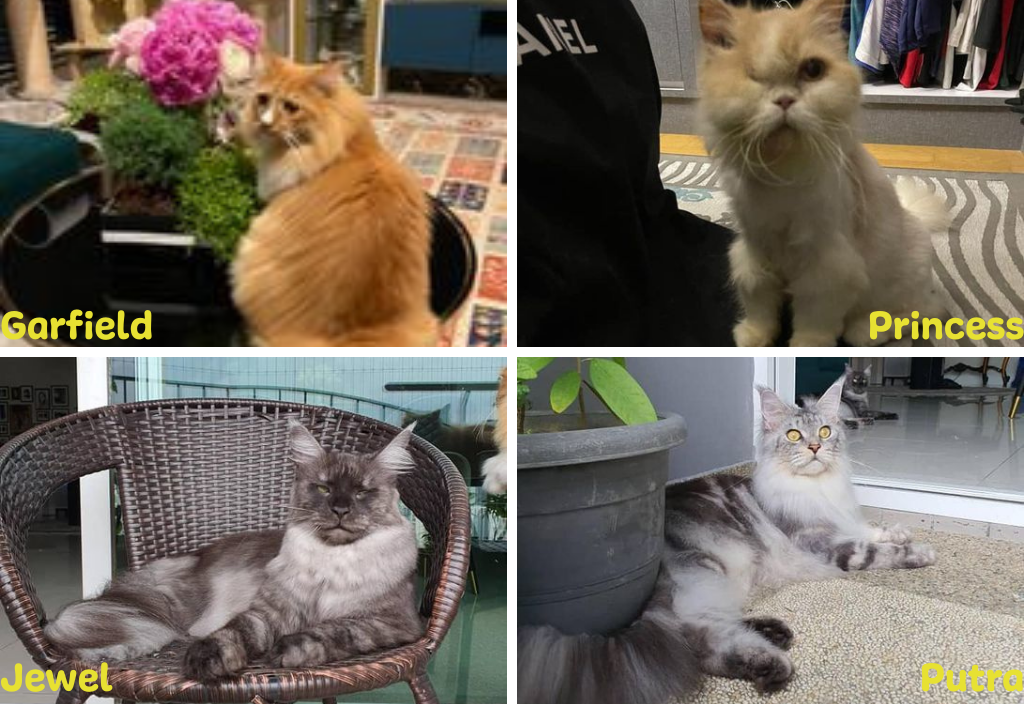 Kay's adorable four kitties all contracted Feline Coronavirus (FCoV). We're so happy knowing that they're FCoV-free now!