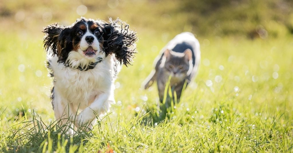 Spaniel dog running in a grassy field with a grey cat