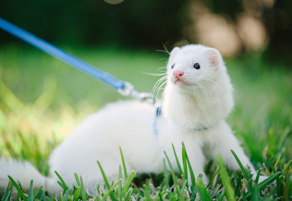 A white ferret wearing a blue harness attached to a leash outside. How much exercise dog pets need?