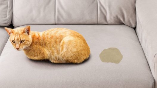 Orange shorthair cat laying on a beige couch next two a urine spot
