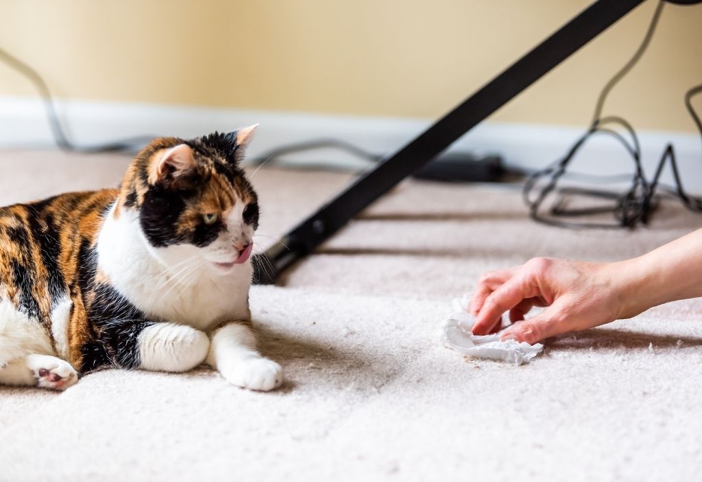 Calico cat laying on carpeted floor while a hand uses a cloth to clean the carpet. 