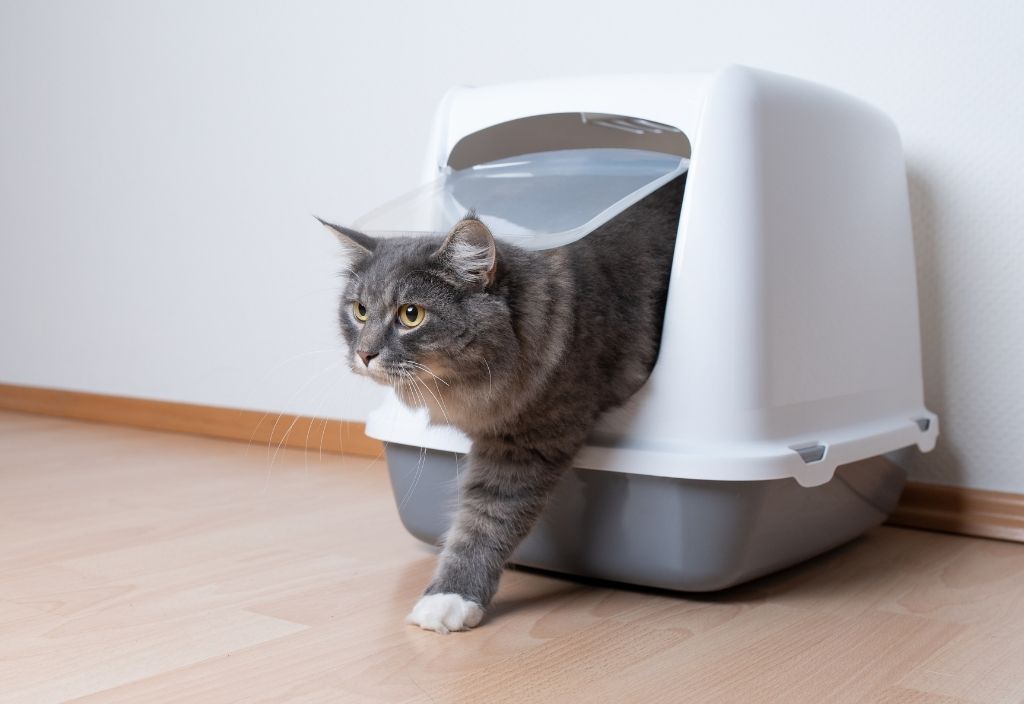 Grey striped cat with white paws walking out of a covered litter box. Inappropriate urination in cats and urinating outside of the litter box: possible causes and what you can do to help your cat