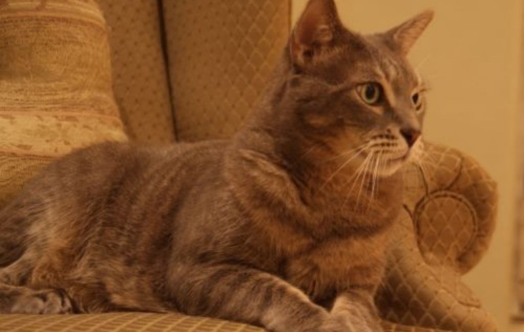 cat diagnosed with Feline Leukemia 