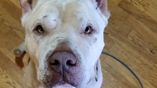 Odin was recently diagnosed with mast cell tumors. Despite all the hardships, he's still powering through thanks to a little love and natural supplements!