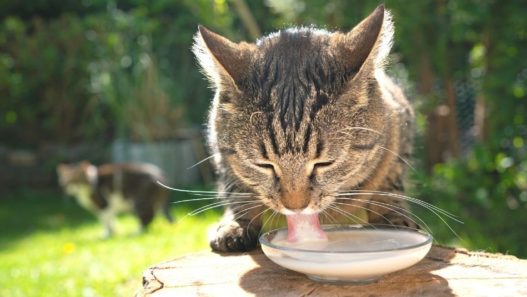 Brown tabby cat drinking milk out of a glass saucer outside in a yard with another cat in the background. Are cats lactose intolerant?