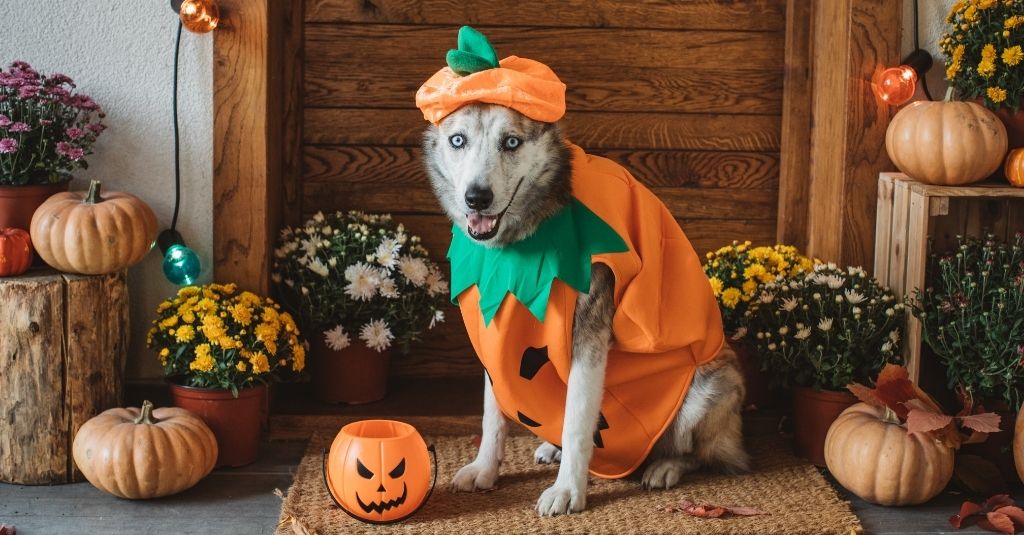 Large dog wearing a jack-o-lantern Halloween costume on a house porch decorated with flowers and pumpkins.