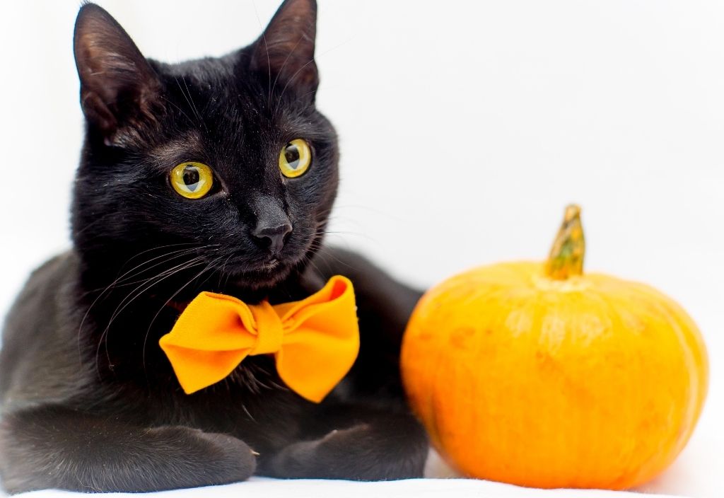 Help save cats during black cat awareness month. Black cat laying down on white couch wearing an orange bowtie beside a pumpkin. 