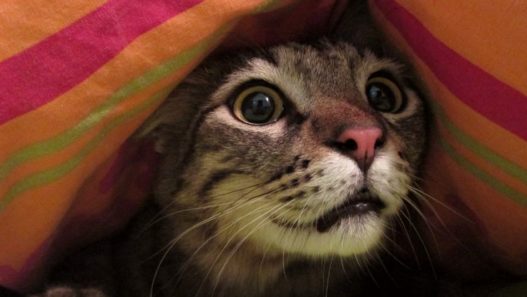 tabby cat hiding under a multicolor blanket with mouth open and looking scared. pets and stress