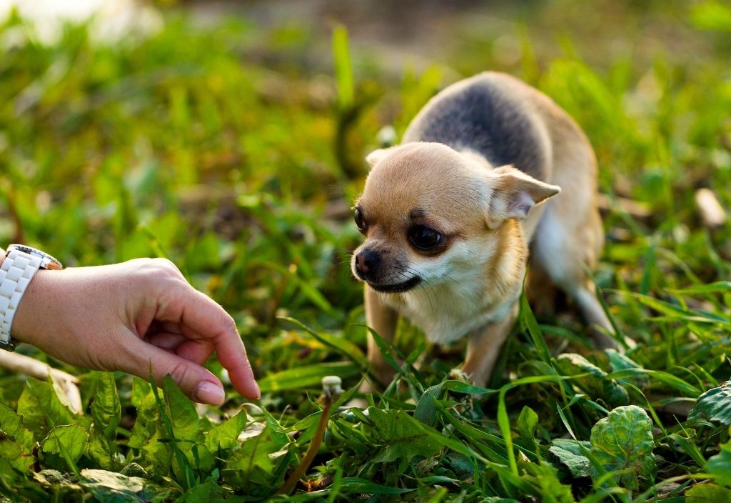 Chihuahua dog standing outside on grass, looking scared and cowering back from a person's hand. Stress and pets. 