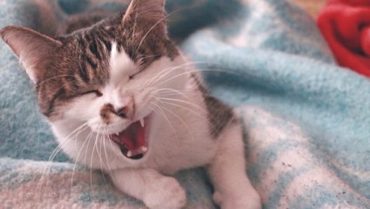 Cat sneezing while laying on a pale blue blanket. What you should know if your pet is coughing and sneezing