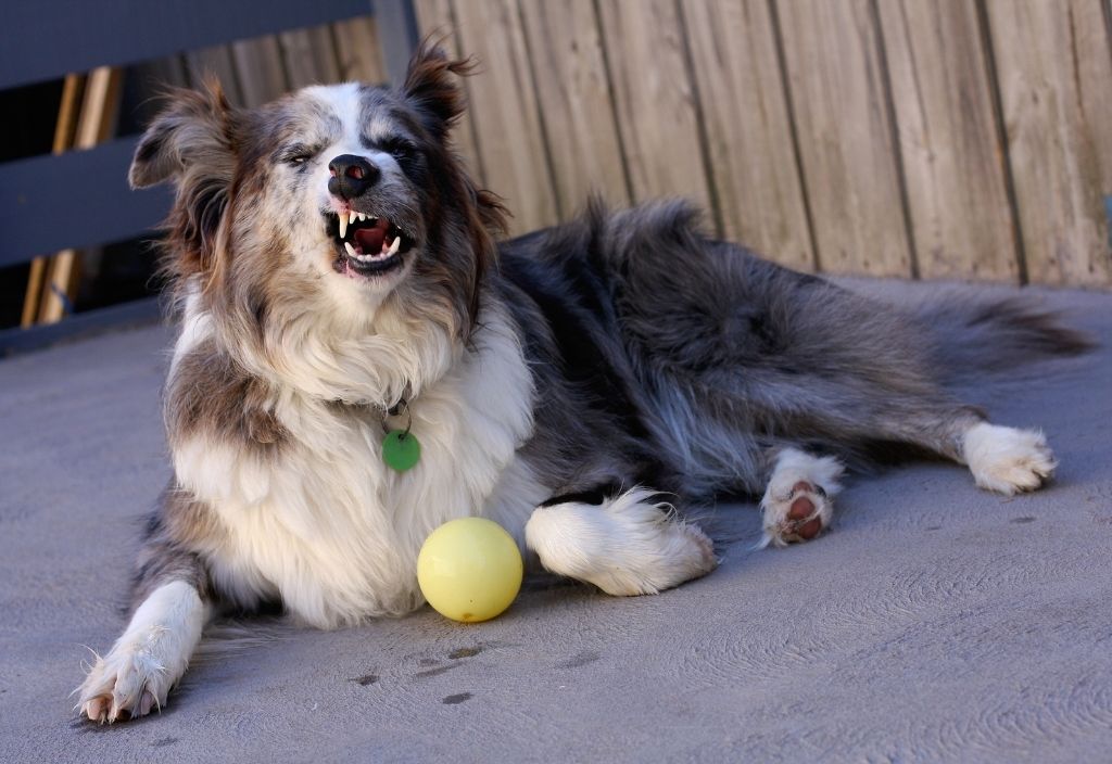 Collie dog sneezing while laying on the ground with a yellow ball. What you need to know if your pet is coughing and sneezing