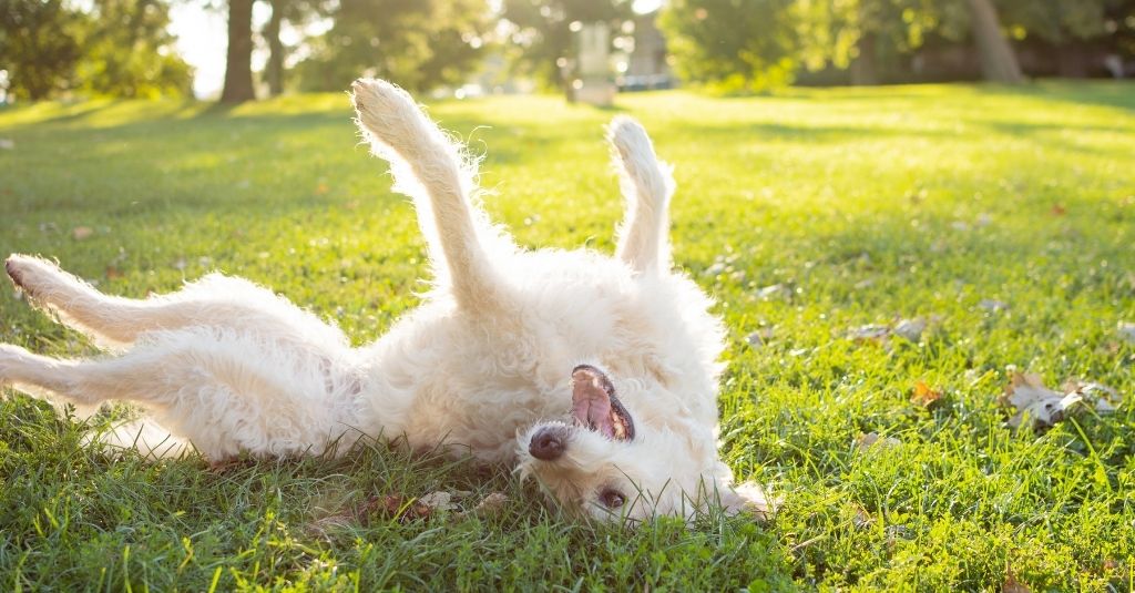 Large, white, scruffy dog rolling in the grass with all four paws up in the air. Why do dogs roll in poop?