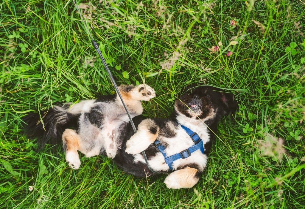 Tricolor puppy wearing a blue harness attached to a leash and rolling in the grass. 