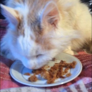ALFIE CAT WITH CANCER EATING BIRTHDAY CAKE