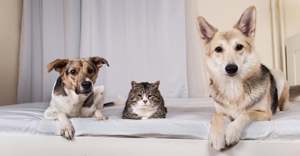 Though moving to a new home with your pet can be stressful, there's lots of ways that you can help your furkiddo adjust to their new surroundings, naturally.