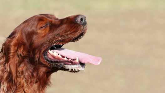 While panting in dogs can be a totally normal thing, panting can also be a sign of serious health conditions in your furkiddo. Here are some things to look out for!