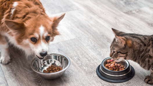 We all want the best for your furkids. That's why it's important to maintain a proper diet in order to keep them healthy and strong! Check out these common pet nutrition mistakes to avoid!