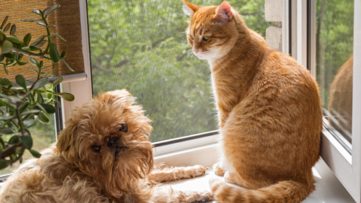 Moving to a new home with your pet can be a stressful situation for both humans and pets. Here are a few tips that can help make moving a whole lot easier!