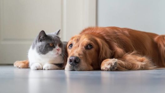 Golden Retriever is laying on the floor next to a British Shorthair cat. IBD in dogs and cats