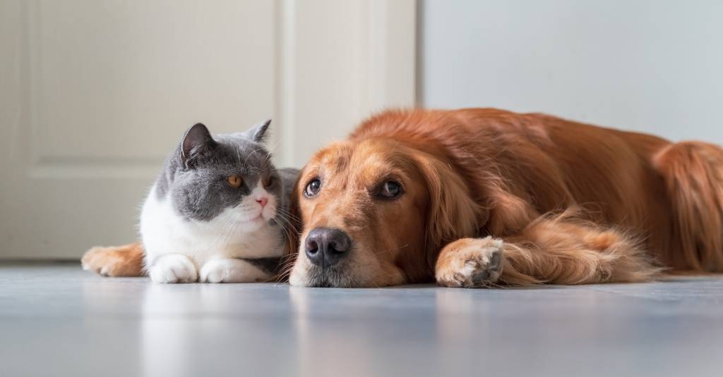 Golden Retriever is laying on the floor next to a British Shorthair cat. IBD in dogs and cats
