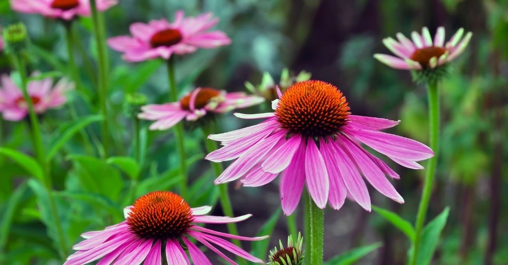 Bright purple echinacea flowers growing in a field. The benefits of echinacea for pets.