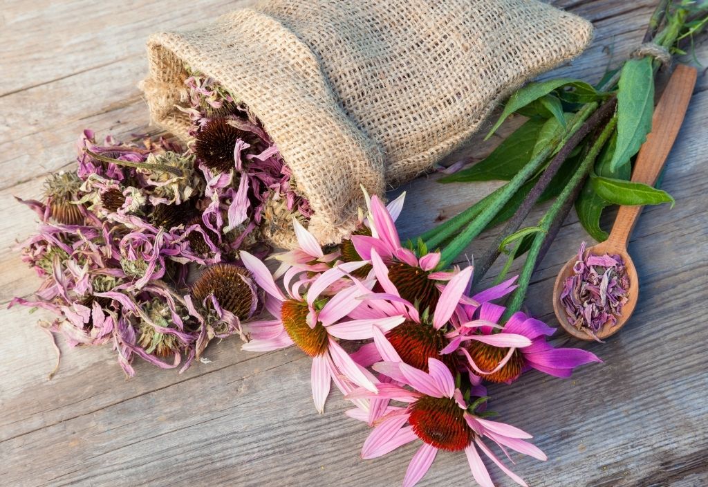 Fresh and dried echinacea plants laying on a wooden table. 