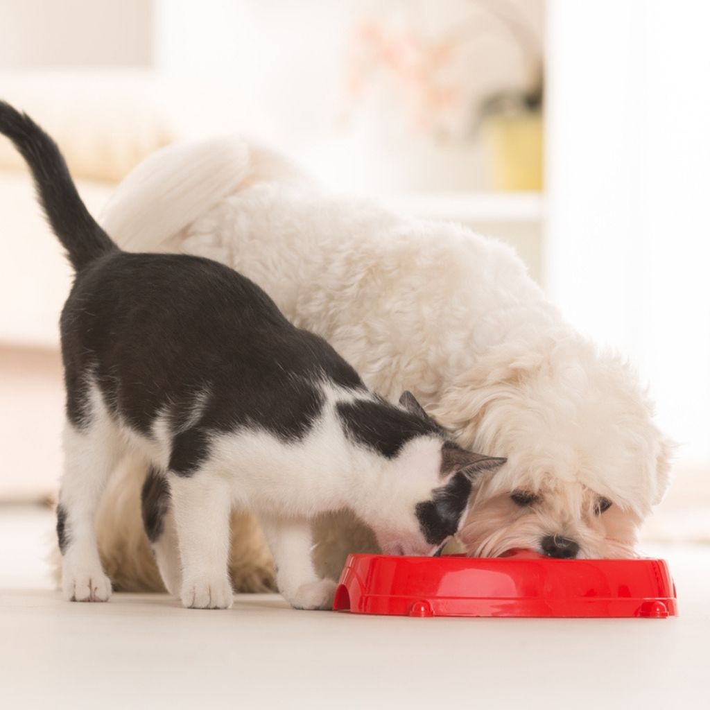 Small white Maltese dog and a black and white cat eating out of a red food bowl on the floor of a kitchen. IBD in dogs and cats