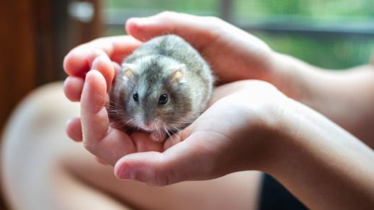 Grey hamster gently being held in a child's hands. How to care for hamsters.
