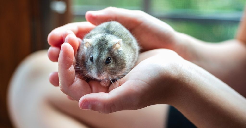 Grey hamster gently being held in a child's hands. How to care for hamsters.