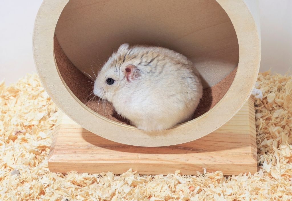 Hamster sitting inside a wood and cork exercise wheel
