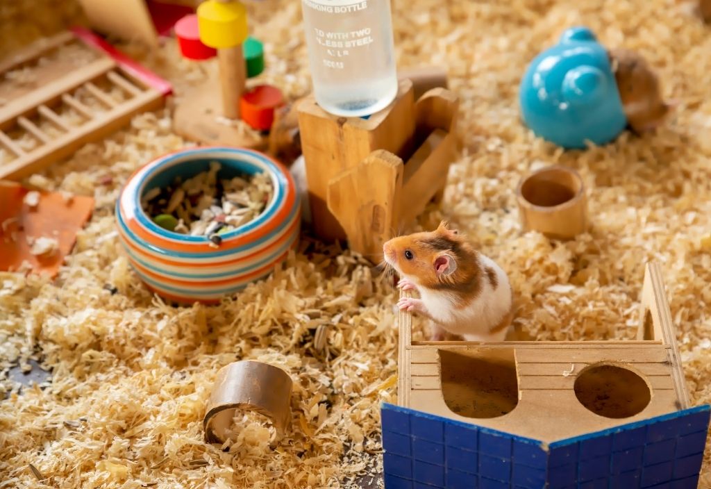 Hamster poking out of a hamster house in an enclosure filled with cage bedding and enrichment toys.