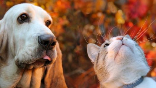 Dog and cat outside looking up at a tree with red, autumn leaves. Win free supplements for your pet with the 2021 NHV scavenger hunt.