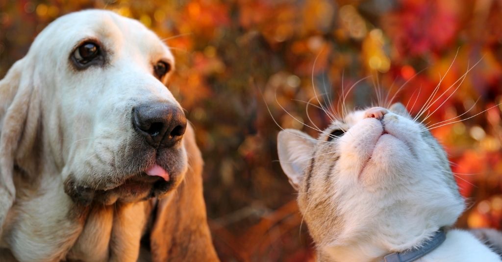 Dog and cat outside looking up at a tree with red, autumn leaves. Win free supplements for your pet with the 2021 NHV scavenger hunt.