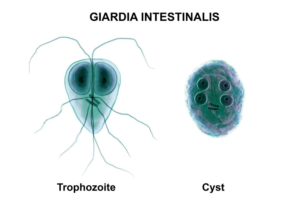 3D diagrams of Giardia intestinalis in both trophozoite and cyst form. 