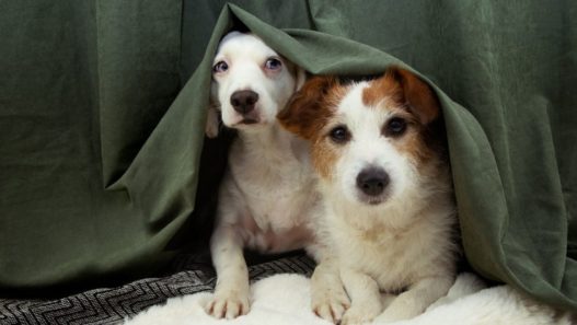 Google image search SEO for frightened pets coping with fireworks