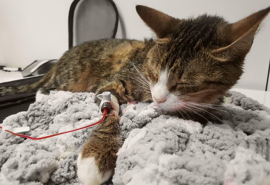 Tabby cat laying on a fuzzy, grey blanket while receiving a blood transfusion. 