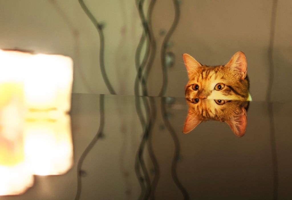 Tabby cat peering over the edge of a table to look at some burning candles