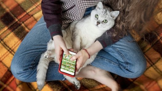 White and grey cat laying in a woman's lap while she uses her smartphone.