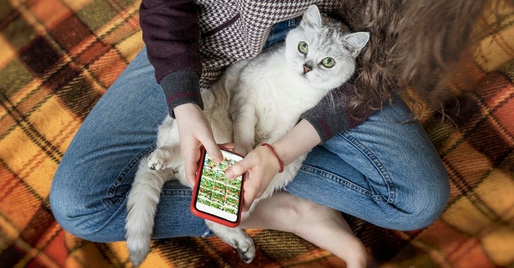White and grey cat laying in a woman's lap while she uses her smartphone.