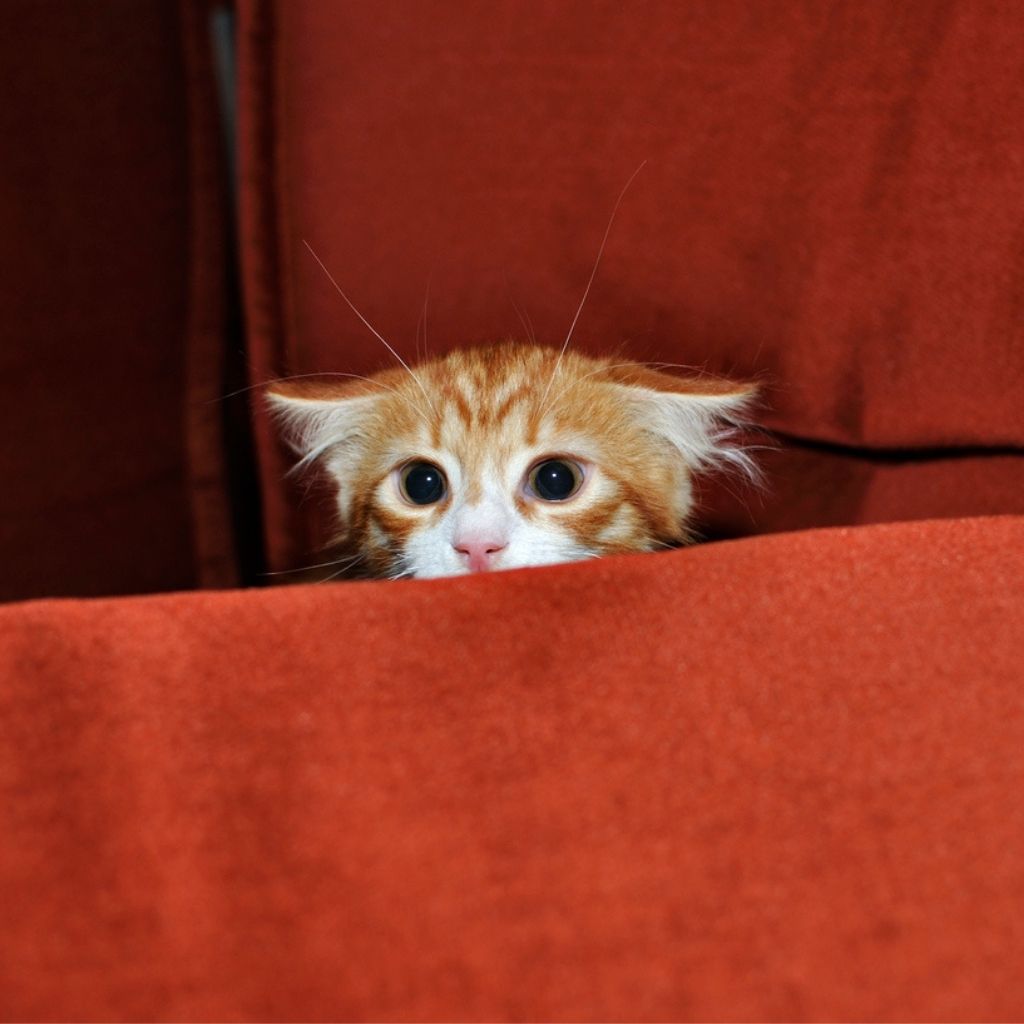 Google image search cat frightened by fireworks