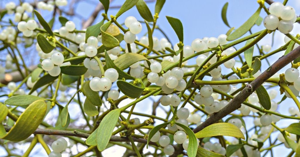 European mistletoe leaves and berries. Is European mistletoe safe for pets?