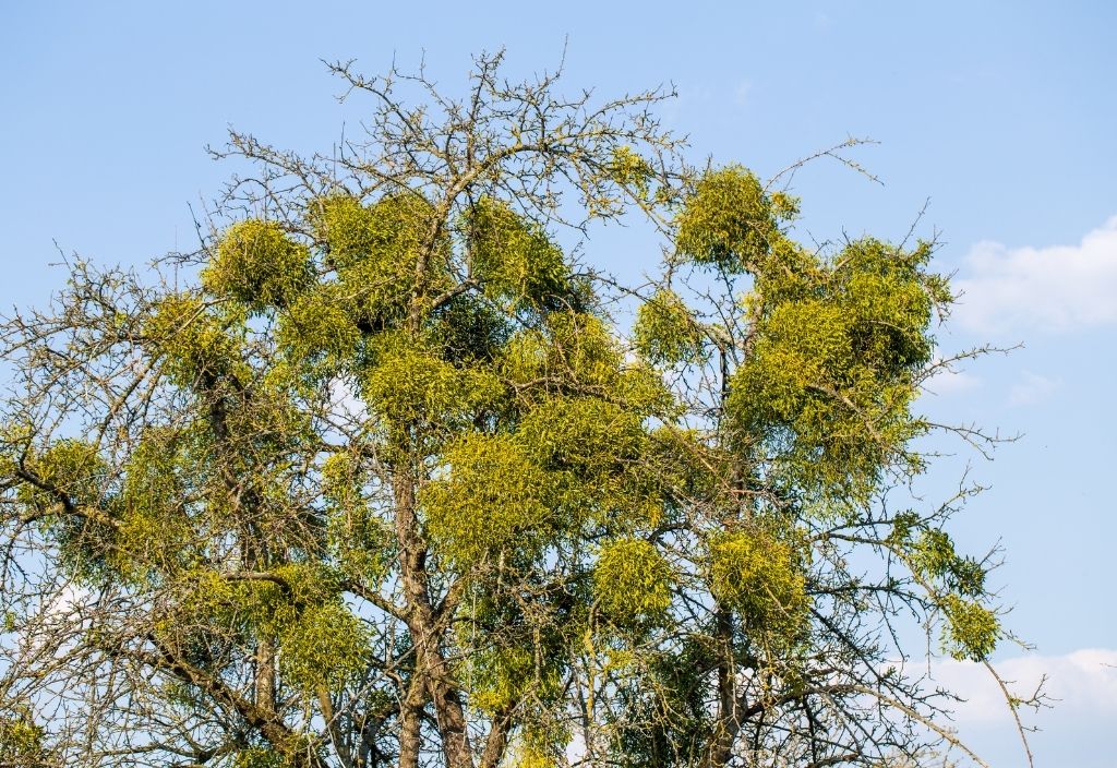 Mistletoe shrubs growing on a large tree