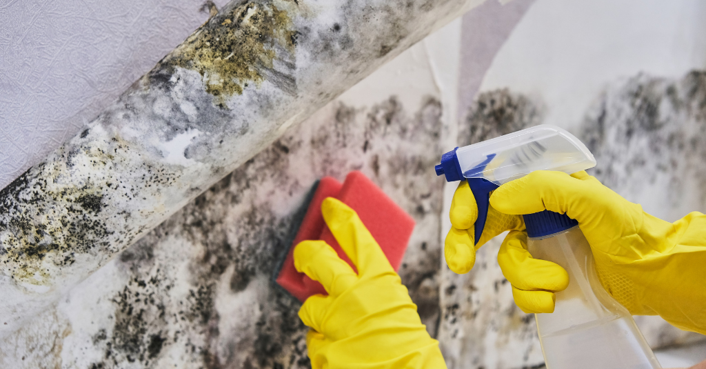 Hands wearing yellow rubber gloves holding a sponge and spray bottle, scrubbing at mold on a wall. How to protect your pet from mold and mold symptoms in dogs and cats
