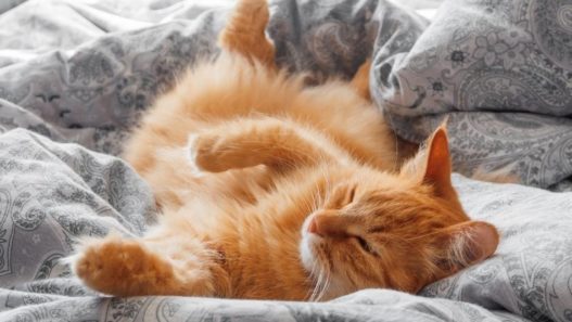 Orange cat laying on a bed with its belly up. Gut health and probiotics for pets
