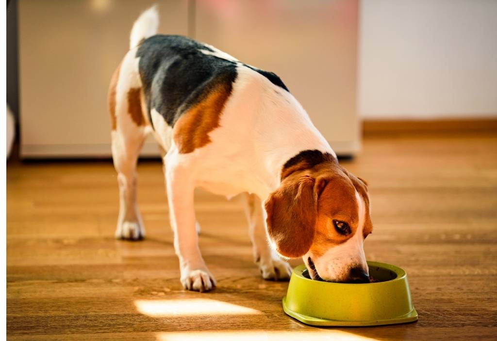 Beagle dog eating food out of a lime green dog bowl on hard wood floor. 