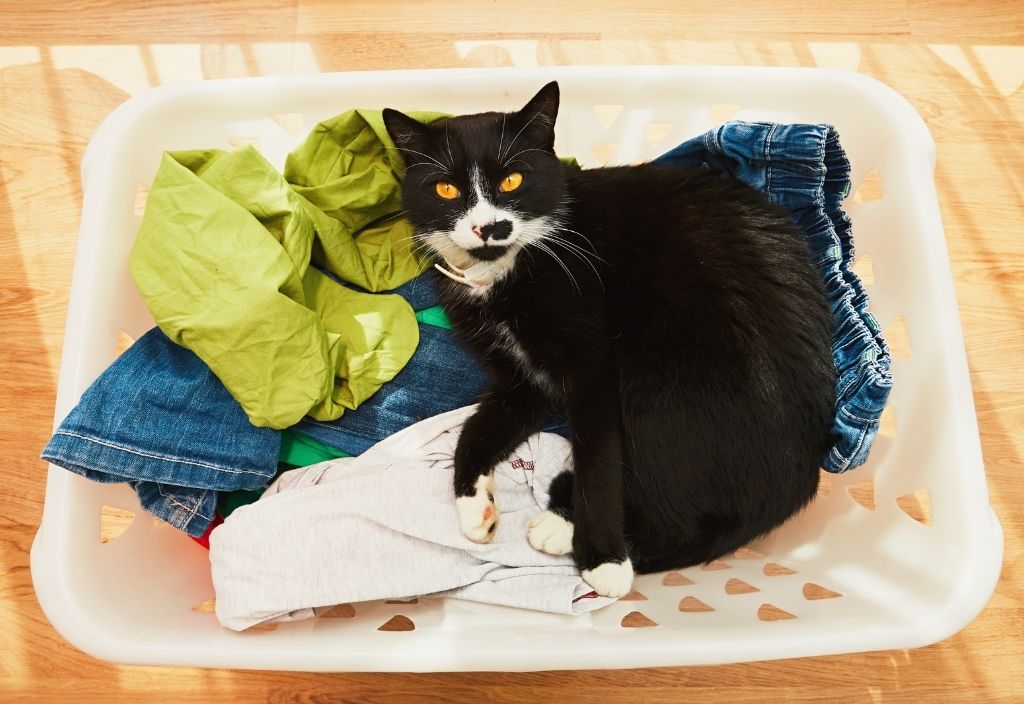 Tuxedo cat laying in a basket of laundry. How mold can harm your pet, mold symptoms in dogs and cats, and how to prevent mold in your home. 