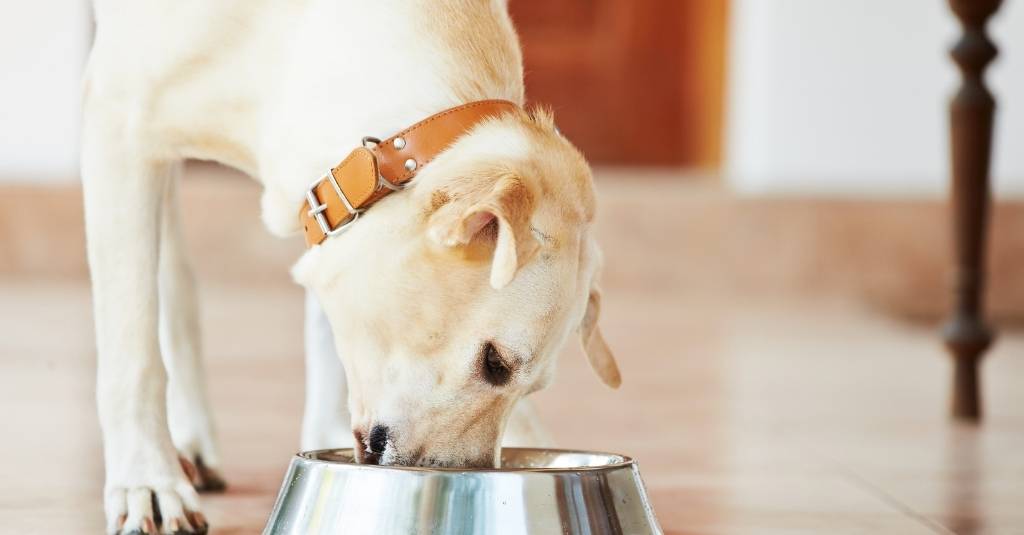 Lab dog eating out of a stainless steel dog bowl. IBD diet for pets.
