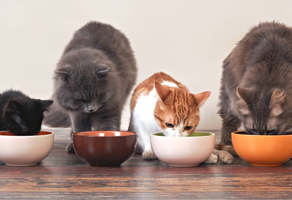 Four cats of various ages and breeds eating out of bowls. IBD diet for pets. 