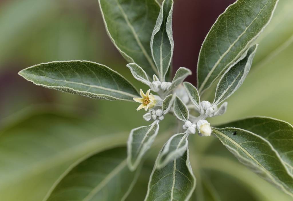 Close up of the Ashwagandha plant's leaves and flowers. 