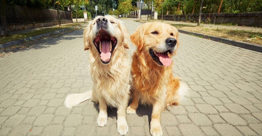 Two golden retriever dogs sitting together on a sidewalk looking happy for the 2022 Instagram love giveaway